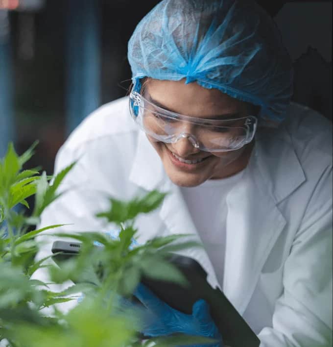 Cannabis compliance challenges